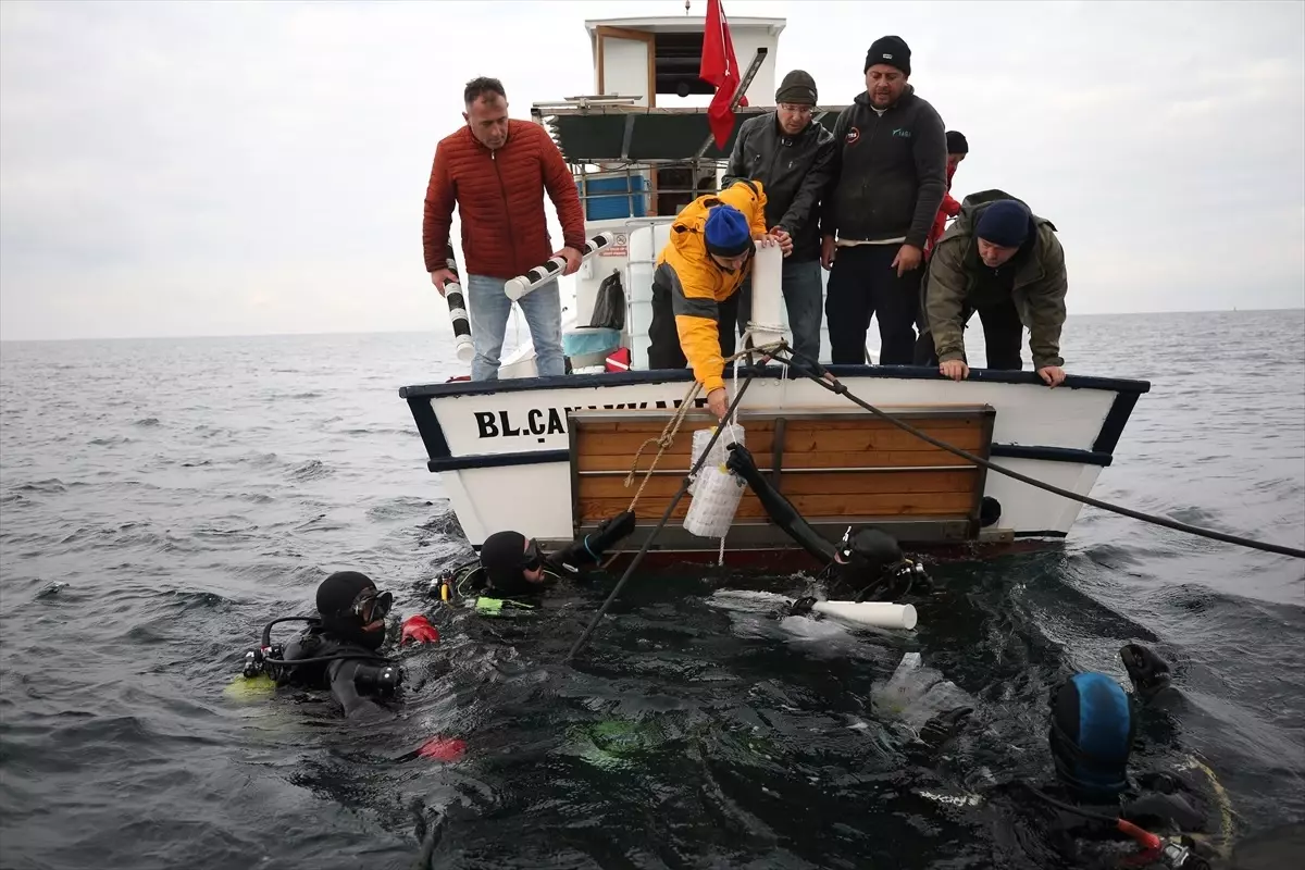 Istakozlar, HMS Majestic Batığı’na Salındı