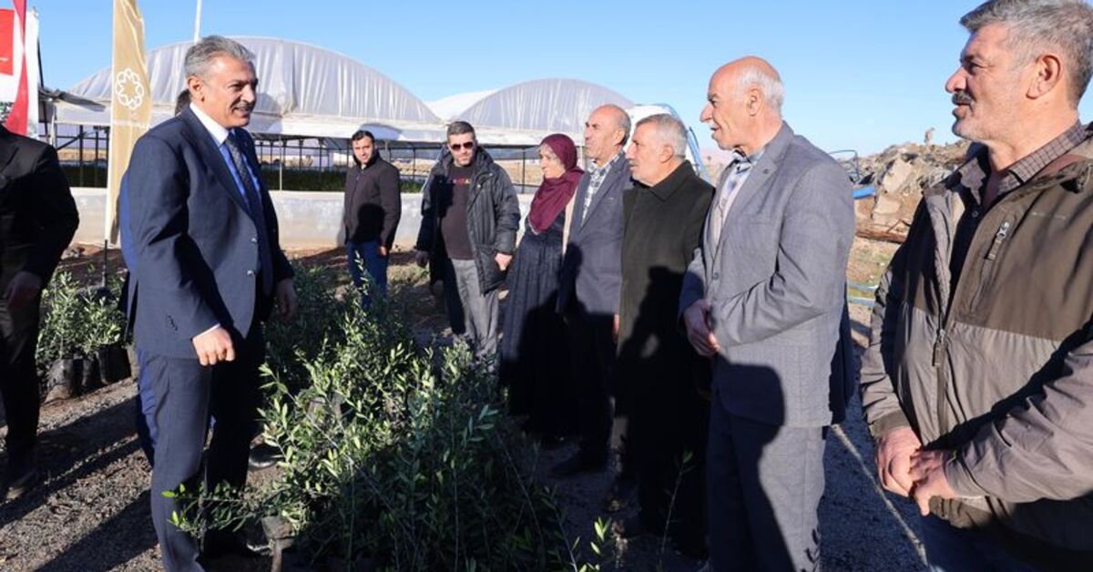 Derik’te çiftçilere 19 bin 480 zeytin fidanı dağıtıldı