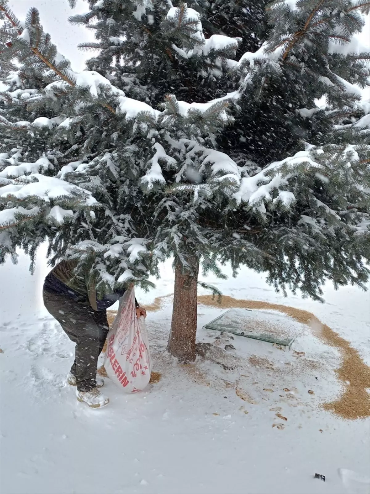 Erzurum’da Kuşlar İçin Yemleme