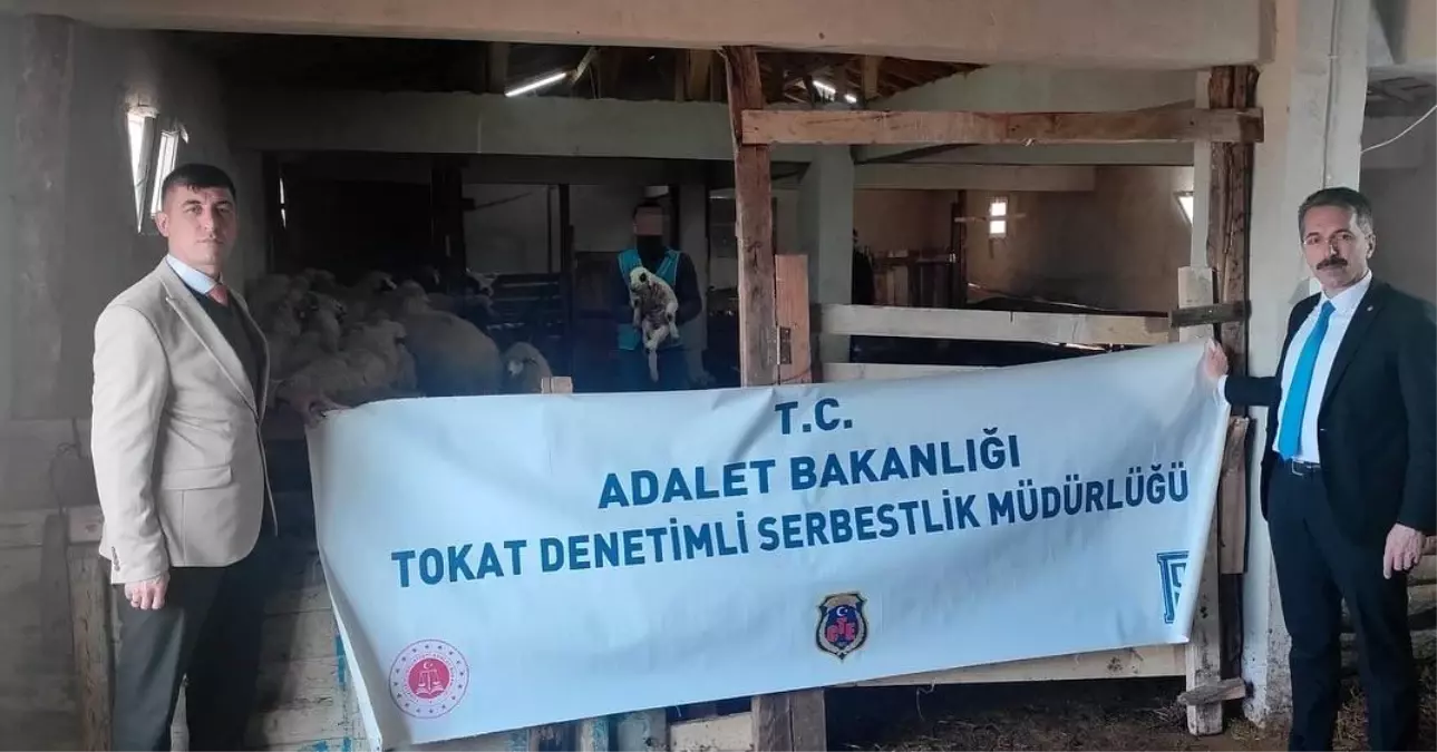 Eski Hükümlüden Umut Projesi: Koyun Yetiştiriciliği